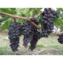 纯天然、绿色、无添加剂紫甜葡萄，大连普洛德庄园有售
