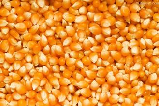 求购玉米  小麦 大米