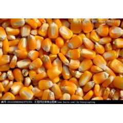 现款求购玉米、高粱、糯米、碎米、大米、小麦、大豆图2