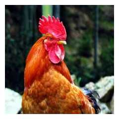 红公鸡应如何养殖 吃什么长的快 每只红公鸡要多少食料