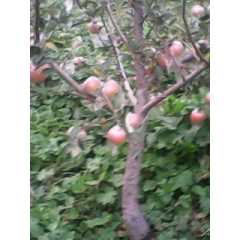 1-8公分苹果树 梨树 柿子树 山楂树 桃树 杏树