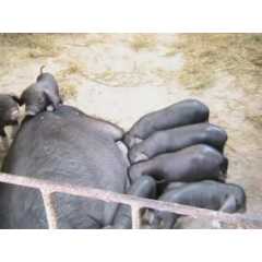 纯种黑母猪大量对外出售