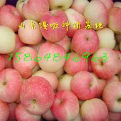 大量供应山东美八嘎啦苹果图1