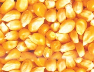 常年求购玉米，大豆，次粉，高粱，棉粕，菜粕，青饼等饲料原料