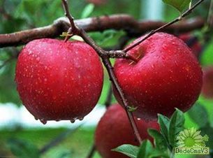 求购苹果 冬枣  梨  桃子 李子 葡萄 山楂 甘蔗 杏
