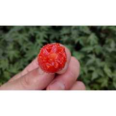 记忆中的野果红树莓苗 超级树莓 超甜树 覆盆子苗当年结果苗