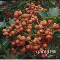 渭南无刺花椒苗，陕西无刺花椒苗，西安无刺花椒苗图3