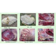 肉鸭浆膜炎和肉鸭流感混感治疗方法