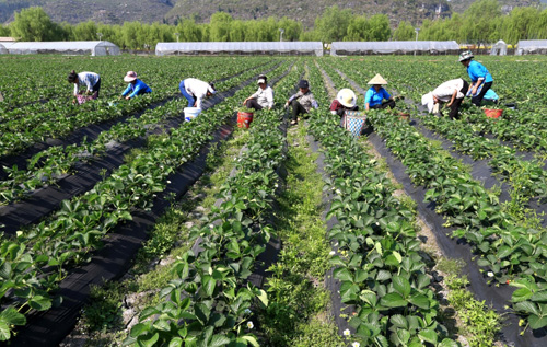 3绿色农产品种植或土地租用