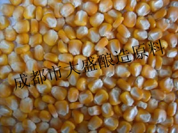 收购高粱大米玉米小麦等酿造原料