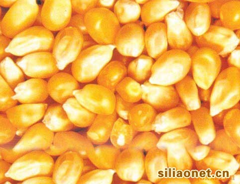 【永红丰饲料现款】求购：玉米小麦麸皮大豆高粱等