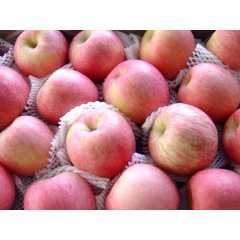 山东万亩苹果种植基地大量批发红富士苹果