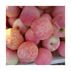 山东苹果产地红富士苹果大量上市
