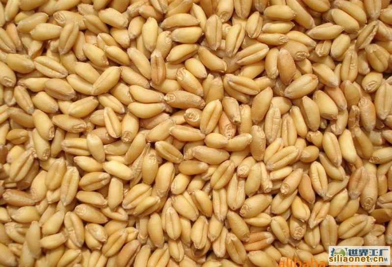 【永红丰饲料现金】求购：玉米小麦麸皮高粱棉粕大米等