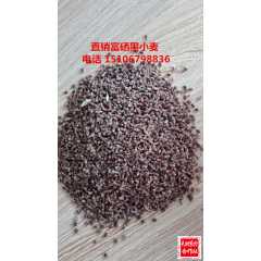 优质黑小麦 高产黑小麦种子图2