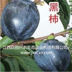 柿子黑柿图2