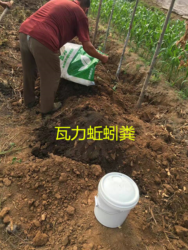 山东瓦力蚯蚓诚招肥料销售主管