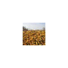 ◆永红丰常年收购：玉米高粱棉粕麸皮淀粉等