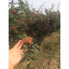 狮子头花椒苗木，第二代花椒种子，韩城市种植图1