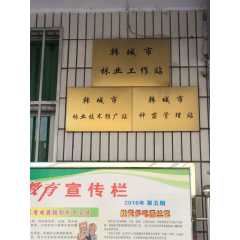 无刺大红袍花椒苗木，种子狮子头黄盖，哪里有图2
