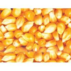 红福星大量收购小麦、玉米、高粱、油糠、麸皮等图1