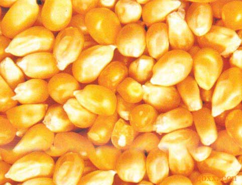 红福星大量收购小麦、玉米、高粱、油糠、麸皮等