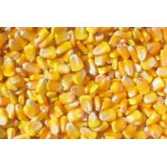山西省神池大量供应优质玉米 先锋38p05
