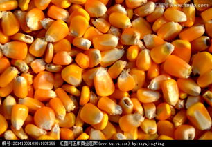 常年大量现金求购玉米、高粱、大豆、碎米、小麦等