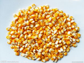 汉江畜禽养殖合作社常年大量求购玉米高粱豆粕等