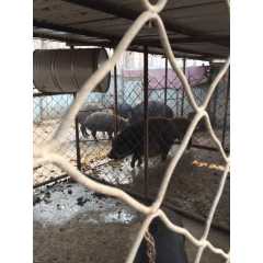 特种野猪13一斤图2