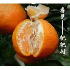 耙耙柑（春见）甜蜜如初恋的味道，你值得品尝图3