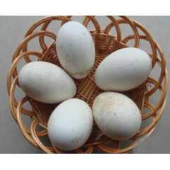 河南项城养殖场，长期大量供应鹅蛋，价格根据需求量可谈！