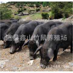 免费提供藏香猪养殖长期供应藏香猪猪肉藏香猪种猪人参野味猪批发