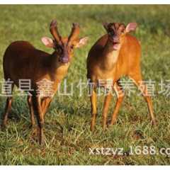 常年提供商品麂子小麂子成年麂子种苗野味 活体麂子特种养殖基地