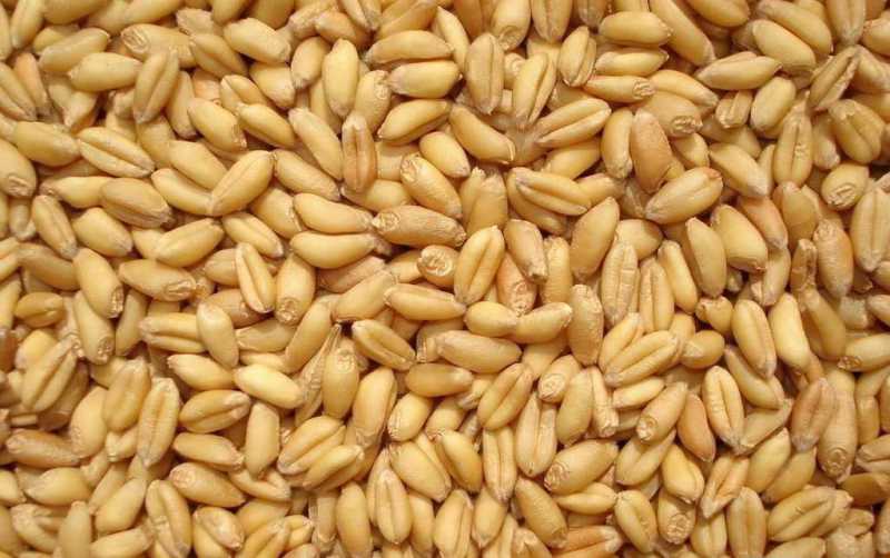 常年采购玉米，小麦，大豆，粕类等饲料原料