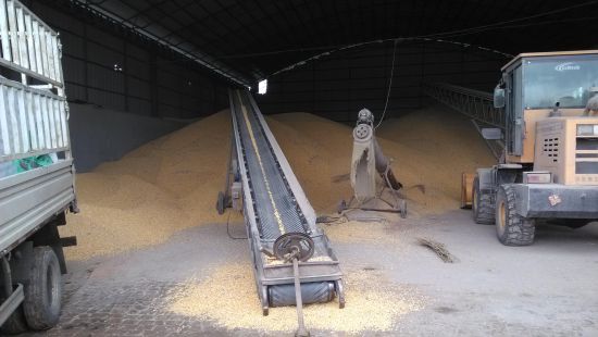 长期大量收购玉米碎米大豆高粱等饲料