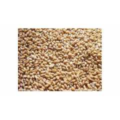 四川纵翔饲料厂常年收购小麦、玉米、碎米图1
