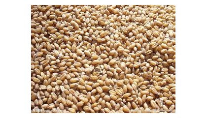 四川纵翔饲料厂常年收购小麦、玉米、碎米