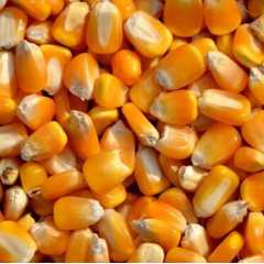 ★长期采购:玉米小麦次粉麸皮高粱DDGS等各种饲料原料图1