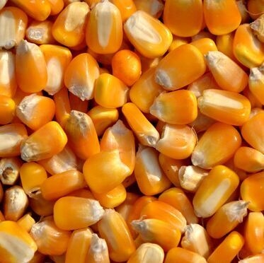 ★长期采购:玉米小麦次粉麸皮高粱DDGS等各种饲料原料