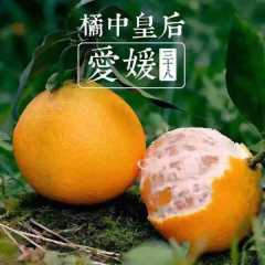 预售！！四川眉山爱媛38号柑橘支持批发与零售，量大从优！