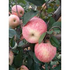 山东红富士苹果基地供应大量优质红富士苹果