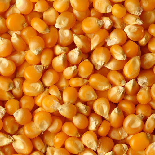 求购玉米，高粱，大米，小麦，糯米，碎米