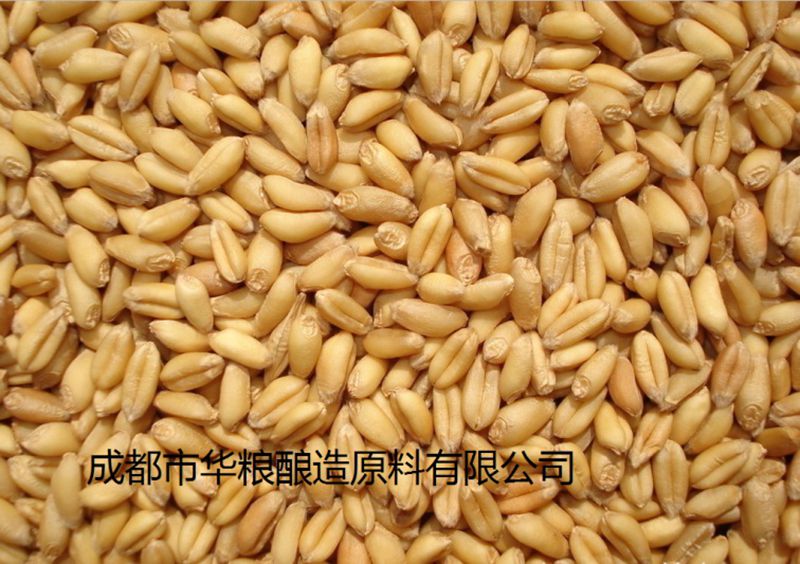 求购糯米高粱玉米大米碎米小麦等原料