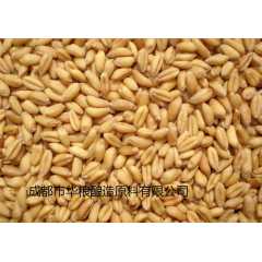 求购糯米高粱玉米大米碎米小麦等原料图1