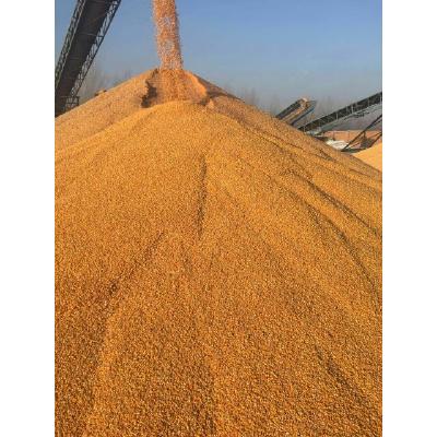 全国玉米收购价格、高价收购玉米油糠（优质厂家）