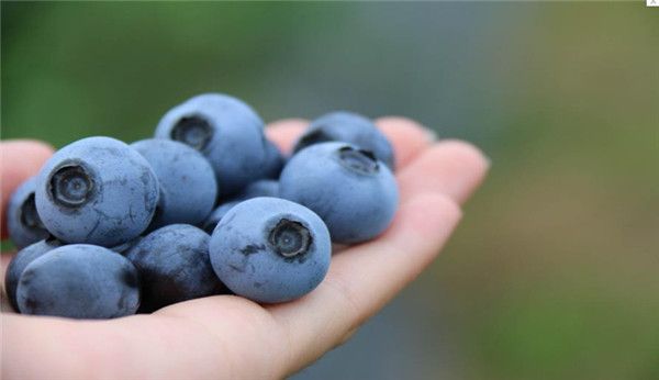 蓝莓苗木品种