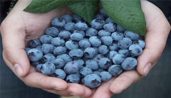 蓝莓苗木价格
