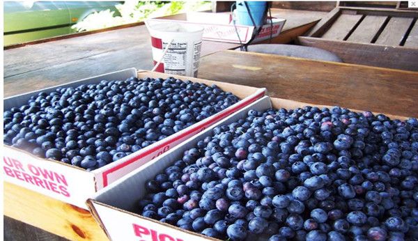 蓝莓苗木批发价