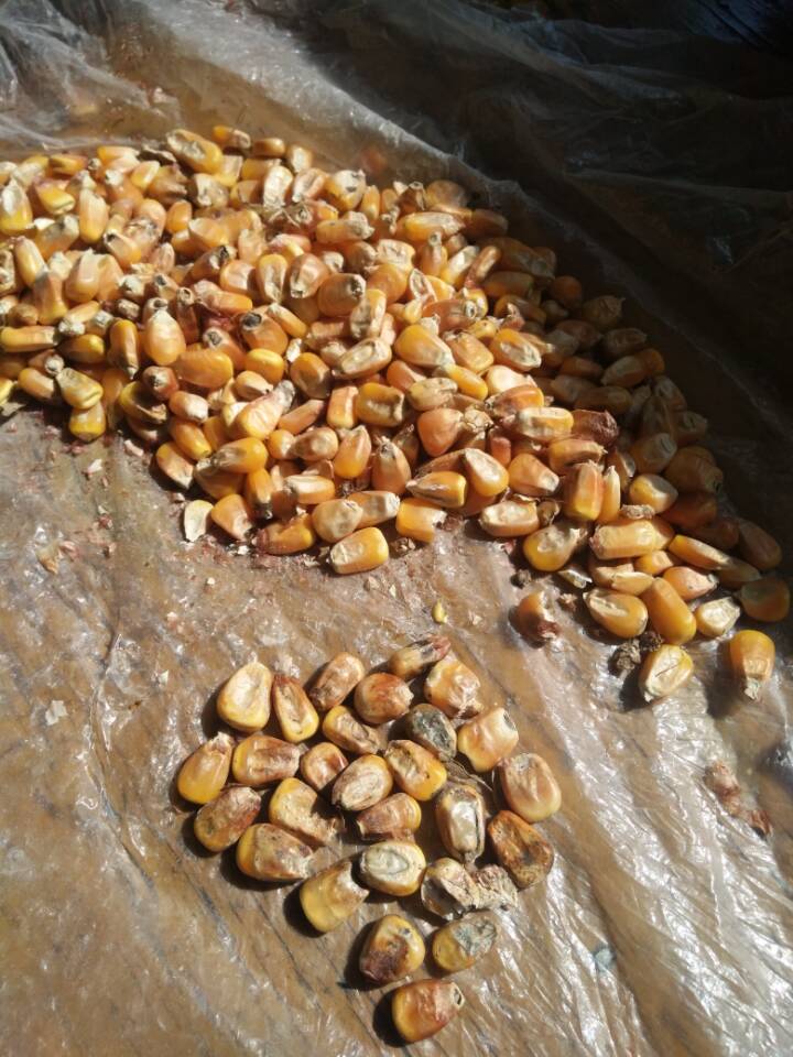 诚心收购玉米大豆高粱碎米等农副产品价格面议